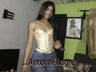 Antoonellagrey